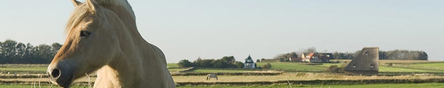 Luxe vakantiewoningen